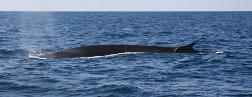 Fin Whale